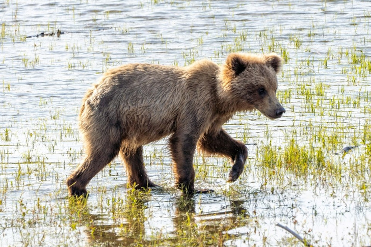 На Аляске выбирают самого жирного медведя (фото прилагаются)