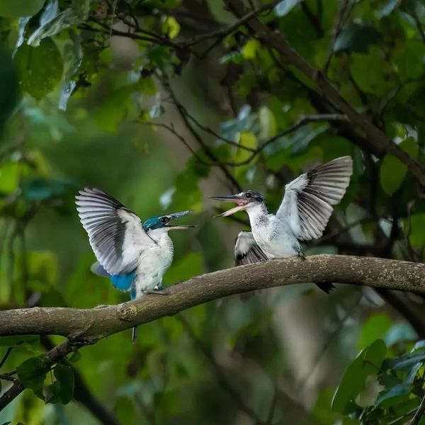 Финалист в номинации «Дикая природа: птицы» | Источник: Mohamad Hud Zaqwan Mohamed Saufi / Mangrove Photography Awards 2025