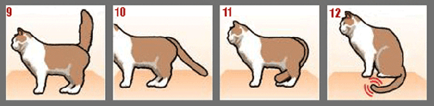 Фото №3 - Как понять кошку по хвосту