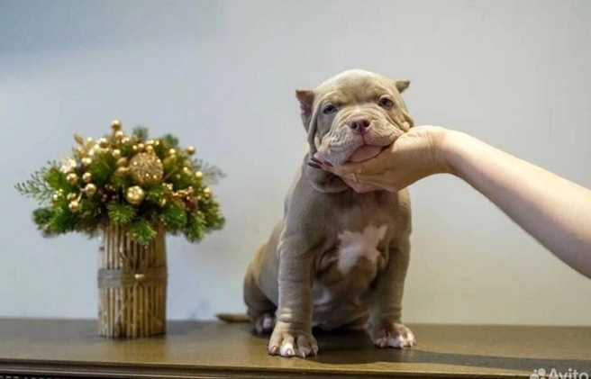 У щенков правильный прикус | Источник: Avito.ru