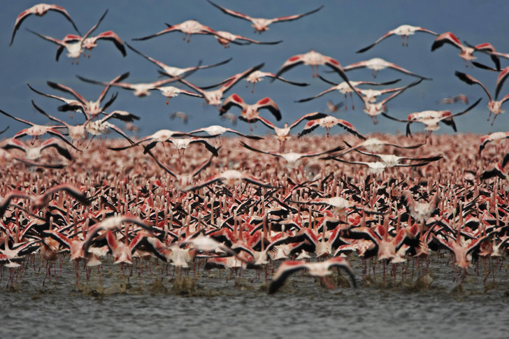 Соль воды: как кенийское озеро Накуру стало птичьим раем