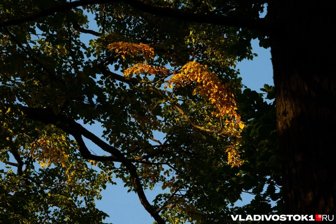 Источник: Елена Буйвол / VLADIVOSTOK1.RU