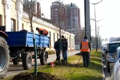 В Благовещенске осенью высадят около 200 деревьев