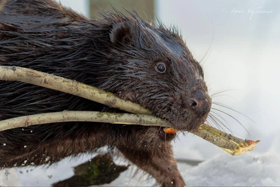 Бобр устроил шоу на тротуаре в Петербурге