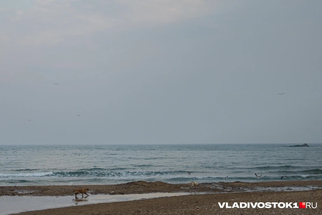 Тонут, несмотря на холод: тело мужчины достали из воды во Владивостоке | Источник: Елена Буйвол / VLADIVOSTOK1.RU