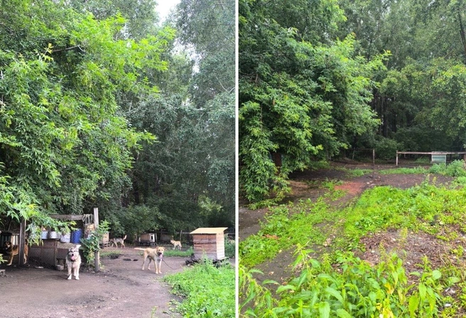 Собачий приют ликвидировали в 2025 году, но урегулировать конфликт это не помогло | Источник: Предоставила Оксана Мосеевская