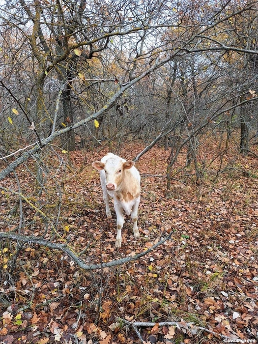 Источник: Читатель V1.RU Александр