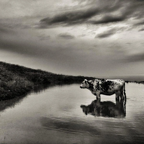 Источник: Alessandra Manzotti / IPPAWARDS
