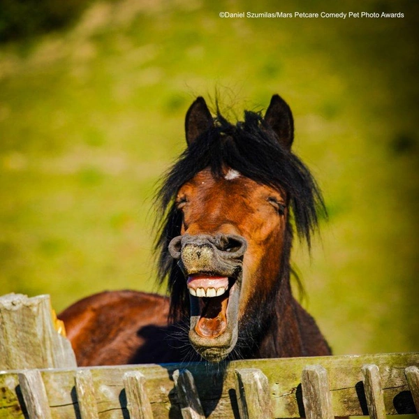 Источник: Comedy Pet Photography Awards