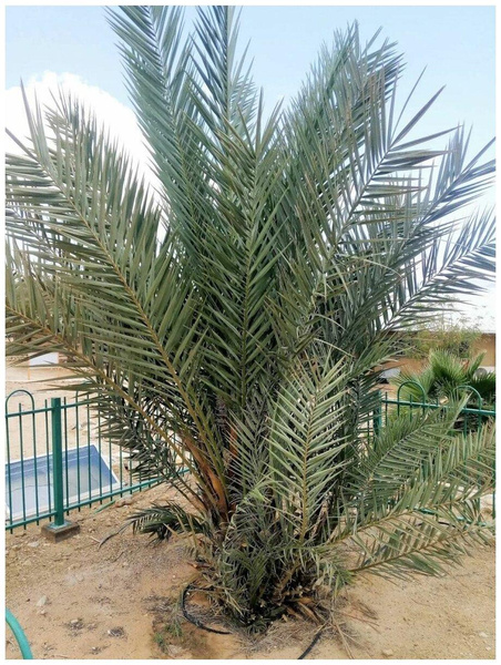 Семена пальмы Финик Мазафати, 5 шт., «Бамбук Shop»