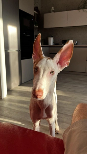 А еще умеют смотреть вот так пронзительно, прямо в душу | Источник: личный архив Надежды Купченко