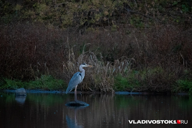 Благородную птицу не пугают ни гуляющие, ни стройка рядом | Источник: Елена Буйвол / VLADIVOSTOK1.RU