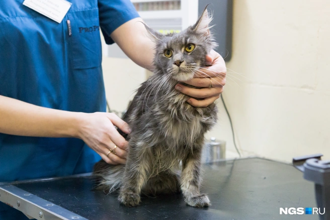 Важно следить за здоровьем питомца | Источник: Ольга Бурлакова / NGS.RU