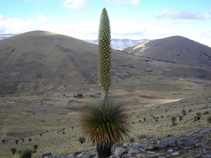 Пуйя Раймонда (Puya raimondii) | Источник: Wilmer, CC BY-SA 4.0, via Wikimedia Commons