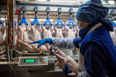 Куриный паспорт: маркировка птицы становится обязательной