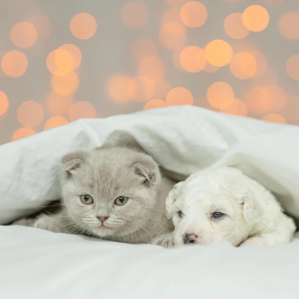 Источник: Shutterstock/Fotodom.ru