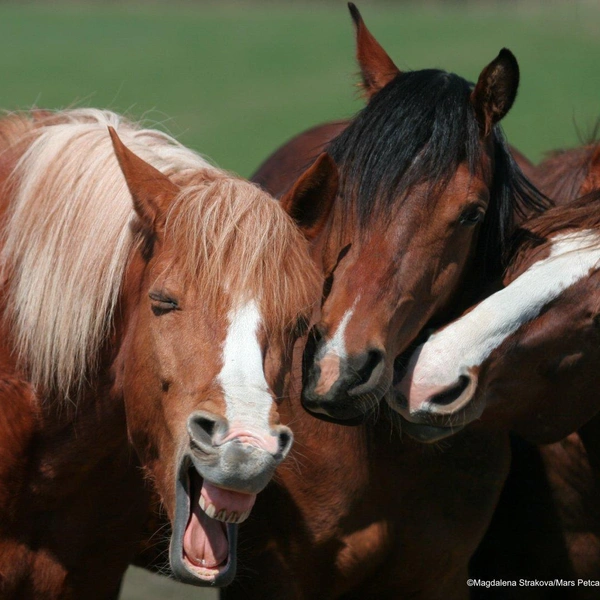 Источник: Comedy Pet Photography Awards