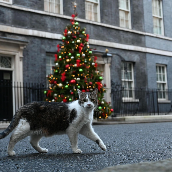 Ну а почтенный кот-мышелов Ларри, живущий в резиденции британского премьер-министра в Лондоне, сегодня отмечает свое 18-е Рождество | Источник: Anadolu/Getty Images