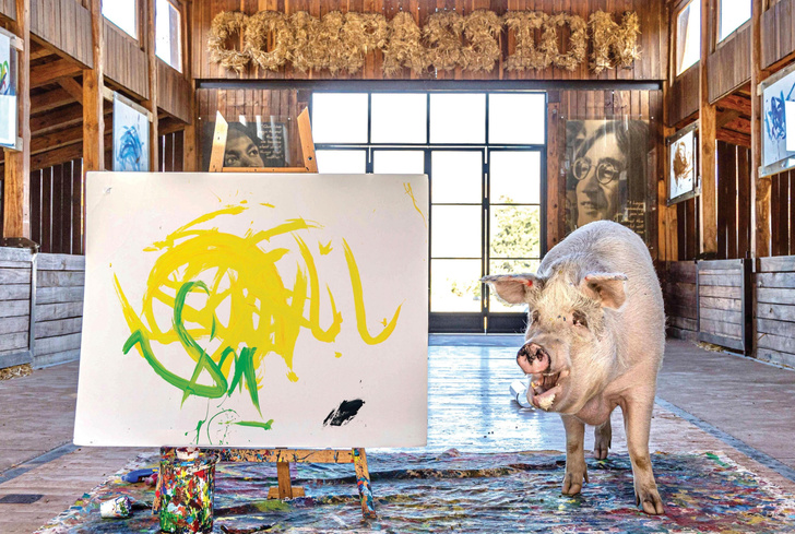 Пигкассо: 7 фото свиньи-художницы, удивившей этот мир