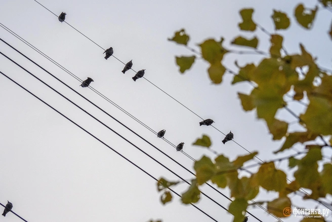 Петербург впал в барическую депрессию и не увидит солнца в ближайшие дни | Источник: Михаил Огнев / «Фонтанка.ру»