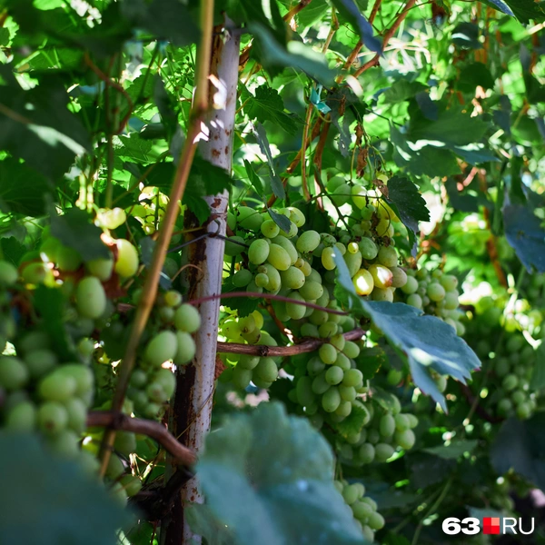 Источник: Роман Данилкин / 63.RU