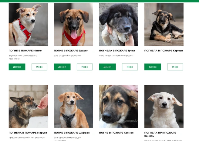 Источник: zorgedogs.ru