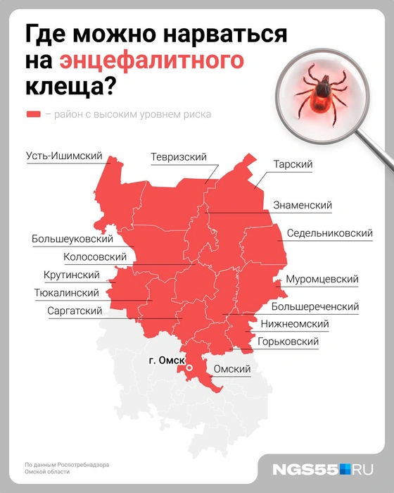 Зараженные клещи чаще всего встречаются в северных районах | Источник: Евгения Бикунова / NGS55.RU