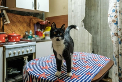 Суд обязал сургутских владельцев 60 кошек навести порядок