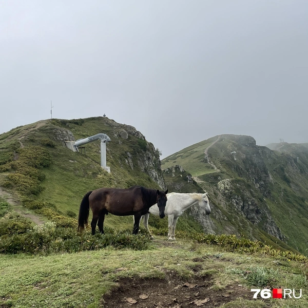 По хребту гуляли кони | Источник: Кирилл Поверинов / 76.RU