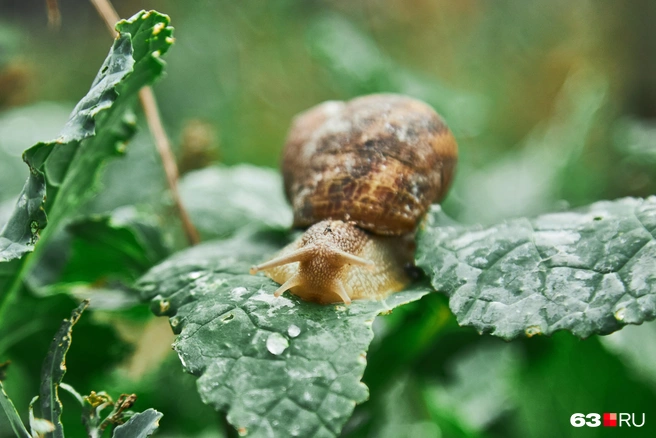 Maxima крупнее виноградных улиток. Размер раковины достигает 40 мм, а вес варьируется от 12 до 25 г | Источник: Роман Данилкин / 63.RU