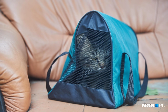 Переезд в новый дом — большой стресс для кошки | Источник: Александр Ощепков / NGS.RU