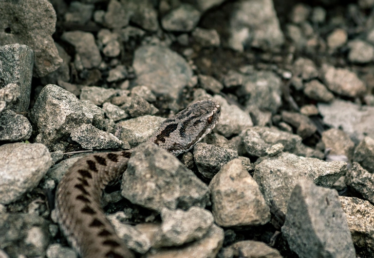 Сахалинская гадюка (Vipera sachalinensis). В основном рассматривается как дальневосточный подвид обыкновенной гадюки. Окраска обычно темно-серая или буровато-серая, вдоль спины проходит характерный черный зигзаг. Для обитания предпочитает верховые болота, сырые луга, заросли кустарников и каменистые склоны, нередко встречается на морских побережьях. Укус болезнен, вызывает нарушение свертываемости крови и кровоизлияния во внутренние органы, но для здорового взрослого человека, как правило, не смертелен. Встречается в Амурской области, Хабаровском и Приморском краях, а также на Сахалине. | Источник: Shutterstock/Fotodom.ru