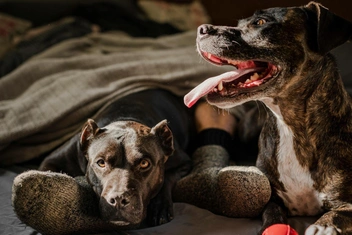 Тест: Выберите любимую породу собак и узнайте доминирующую черту вашей личности — часть 7