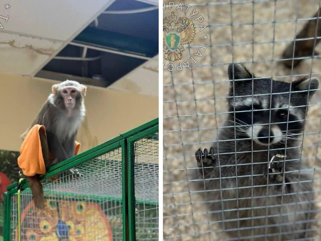Не хватает питания и воды, отсутствует медпомощь и гигиена. В Татарстане решили отказаться от передвижных зоопарков и цирков с животными