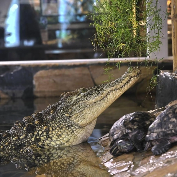 Ленинградский зоопарк показал 100-килограммового хищника. Показываем опасного, но обаятельного | Источник: Ленинградский зоопарк