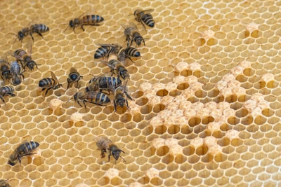 Зосима медовый: как изгоняли нечисть 17 января