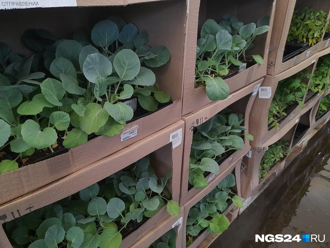 Капуста выглядит хорошо, хоть и местами пожелтела  | Источник: Татьяна Зарва / NGS24.RU