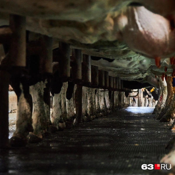 Источник: Роман Данилкин / 63.RU