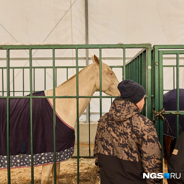Изабелловая масть у лошадей&nbsp;— редкость и роскошь | Источник: Александр Ощепков / NGS.RU