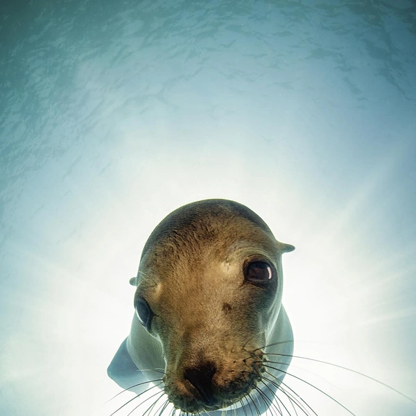 Источник: Daniel Flormann / International Photography Awards 2025