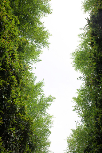 Самый большой в мире зеленый лабиринт: фото (фото 5.1)