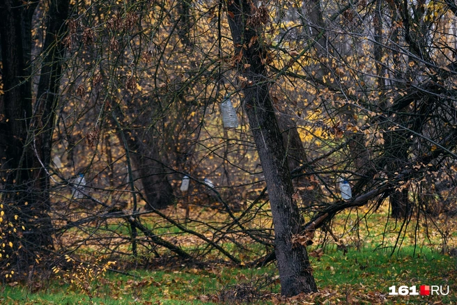 А на некоторых деревьях зачем-то повесили пластиковые бутылки | Источник: Евгений Вдовин / 161.RU