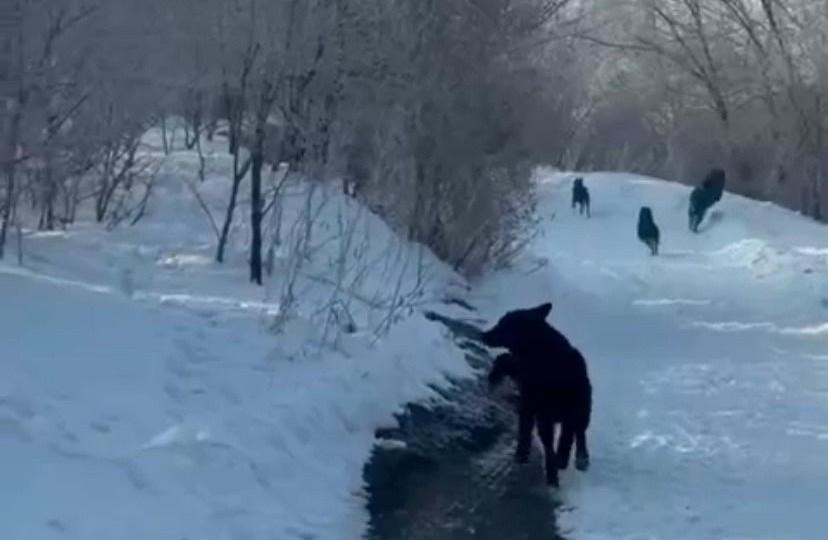 «Мужчине пришлось взять палку, а что будет делать ребенок?» Жители Коммунального заявили о плодящейся стае агрессивных псов