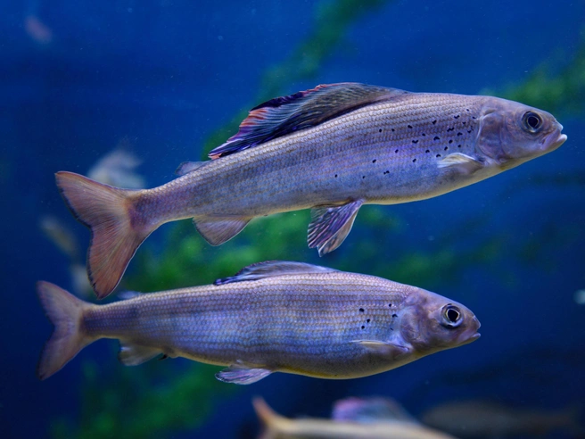 Сибирский хариус (Thymallus arcticus) | Источник: Shutterstock/Fotodom.ru