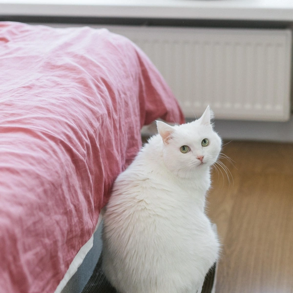 Как живет самая популярная кошка в России: 20 фото, которые вызывают зависть | Источник: личный архив