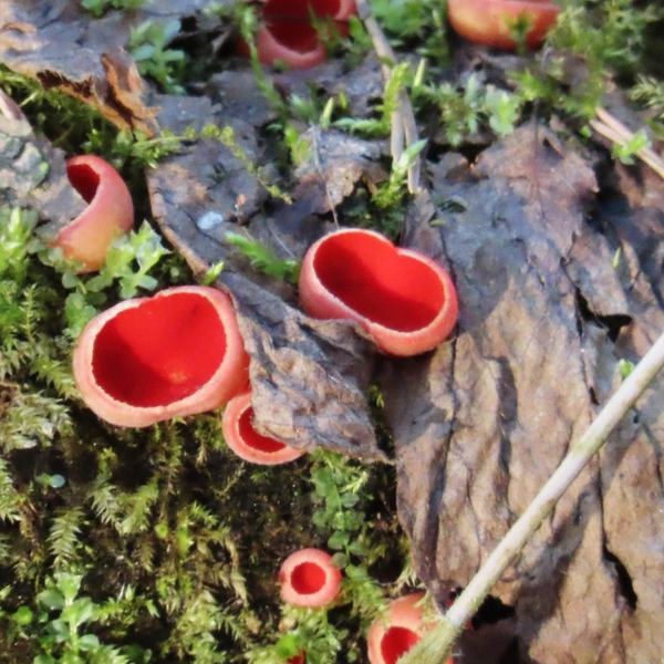 Источник: Антон Кубышкин / Грибы и Грибники СПб