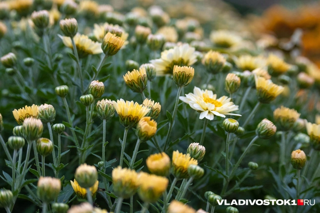 Источник: Елена Буйвол / VLADIVOSTOK1.RU