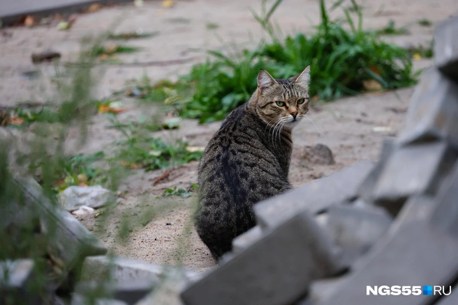 Во дворе за нами пристально наблюдал полосатый кот, хозяин этих мест | Источник: Евгений Софийчук / NGS55.RU