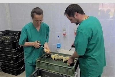 Мясо бройлера от «Островной» поступит в продажу в конце августа