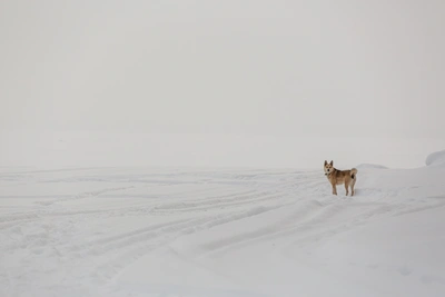 Пропавшие собаки в Новосибирске в новогоднюю ночь